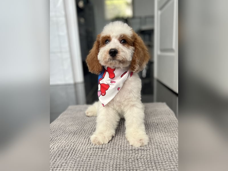 Wunderschöne Cavapoo Rüden suchen ein liebevolles Zuhause