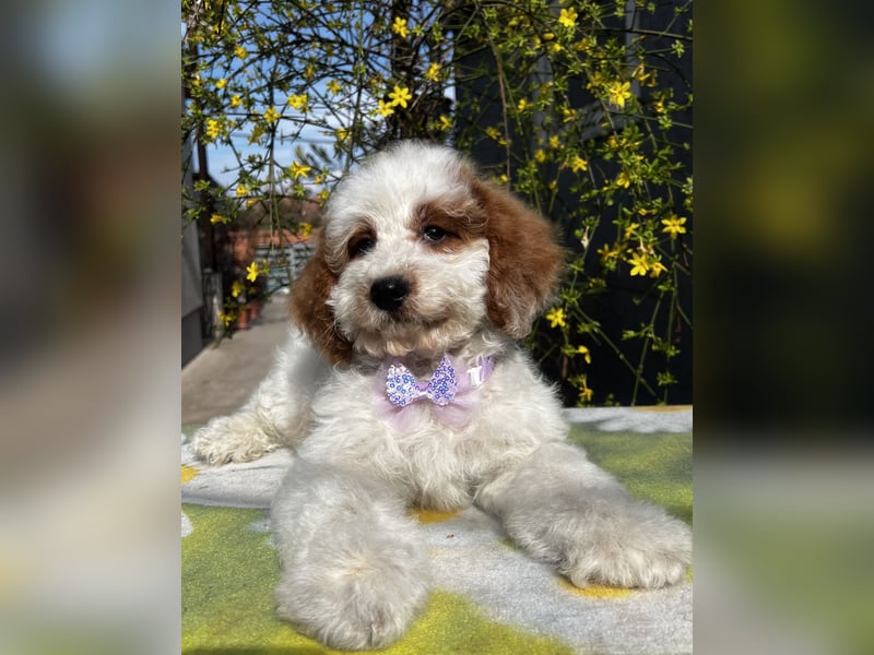 Wunderschöne Cavapoo Rüden suchen ein liebevolles Zuhause