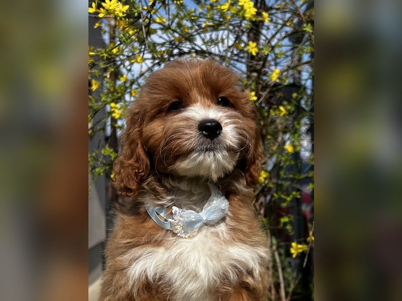 Wunderschöne Cavapoo Rüden suchen ein liebevolles Zuhause