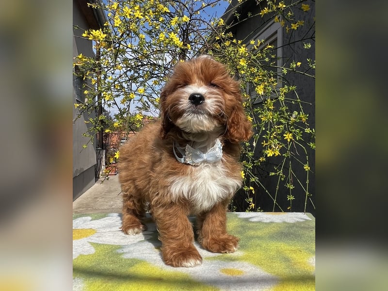 Wunderschöne Cavapoo Rüden suchen ein liebevolles Zuhause