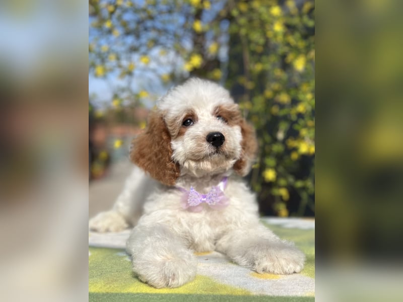 Wunderschöne Cavapoo Rüden suchen ein liebevolles Zuhause