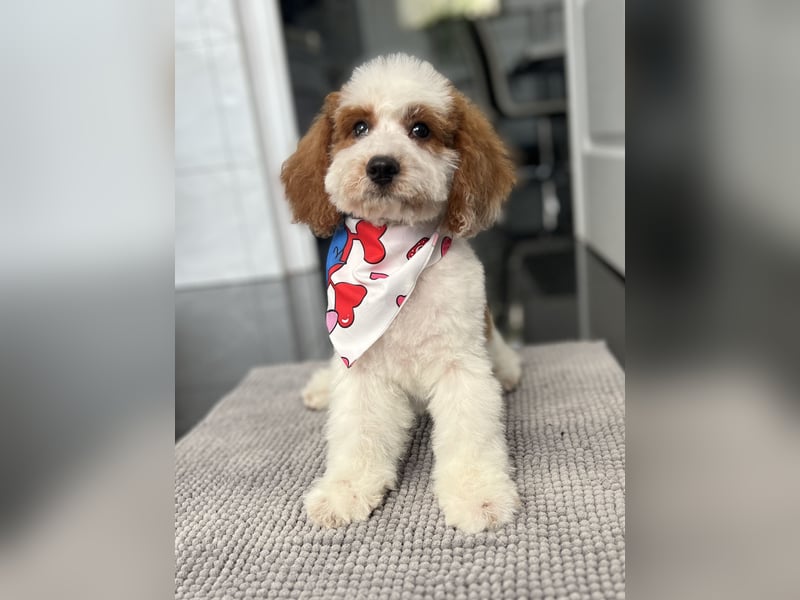 Wunderschöne Cavapoo Rüden suchen ein liebevolles Zuhause