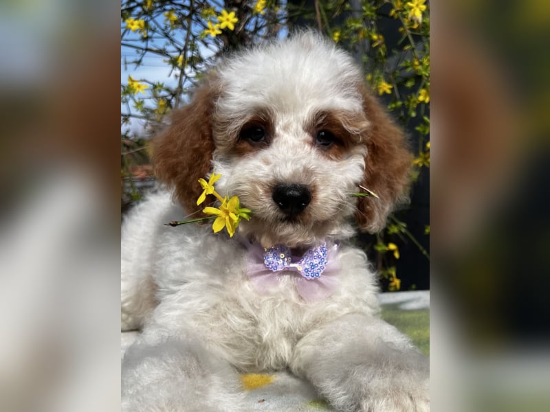 Wunderschöne Cavapoo Rüden suchen ein liebevolles Zuhause