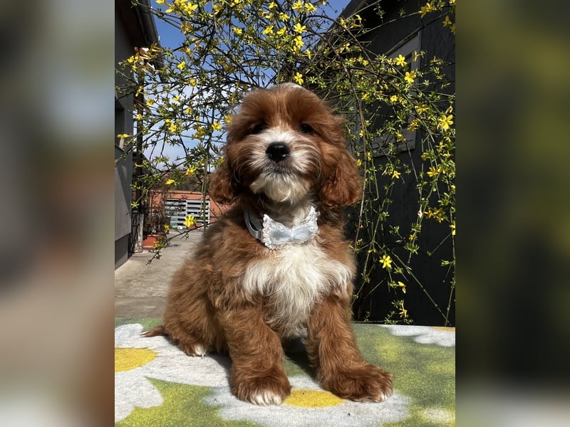 Wunderschöne Cavapoo Rüden suchen ein liebevolles Zuhause