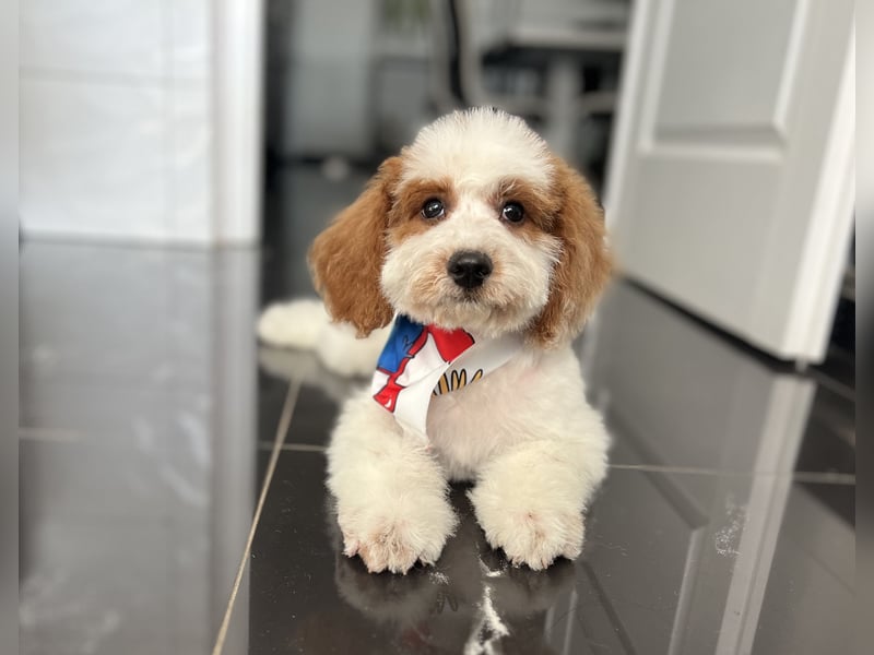 Wunderschöne Cavapoo Rüden suchen ein liebevolles Zuhause