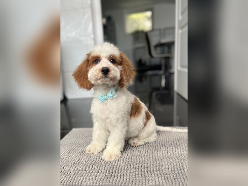 Wunderschöne Cavapoo Rüden suchen ein liebevolles Zuhause