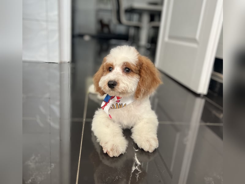 Wunderschöne Cavapoo Rüden suchen ein liebevolles Zuhause