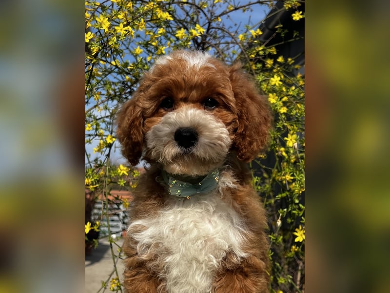 Wunderschöne Cavapoo Rüden suchen ein liebevolles Zuhause