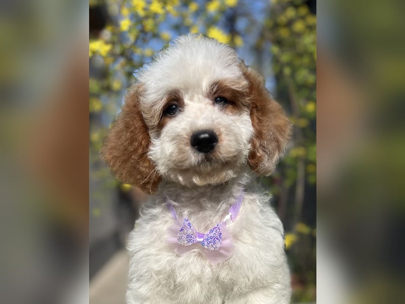 Wunderschöne Cavapoo Rüden suchen ein liebevolles Zuhause