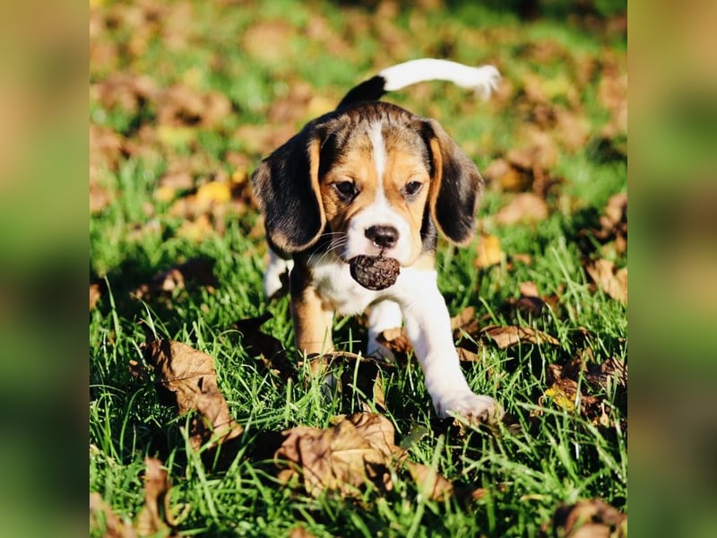 F1-BEAGLIER und CAVAPOO-WELPEN aus Etischer Zucht mit FCI-reinrassigen Eltern! CHAMPION BLUTLINIE