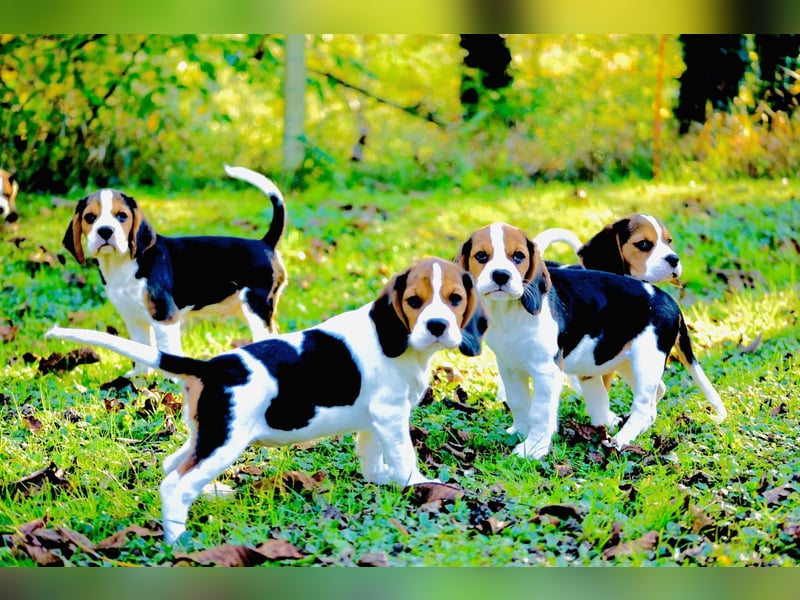 F1-BEAGLIER und CAVAPOO-WELPEN aus Etischer Zucht mit FCI-reinrassigen Eltern! CHAMPION BLUTLINIE