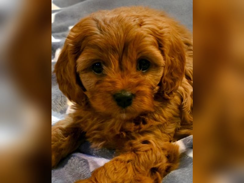 F1-BEAGLIER und CAVAPOO-WELPEN aus Etischer Zucht mit FCI-reinrassigen Eltern! CHAMPION BLUTLINIE