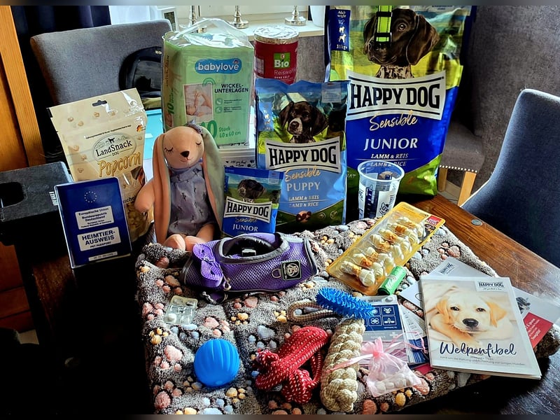 F1-BEAGLIER und CAVAPOO-WELPEN aus Etischer Zucht mit FCI-reinrassigen Eltern! CHAMPION BLUTLINIE