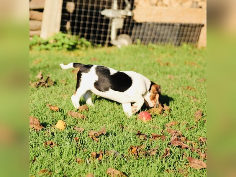 F1-BEAGLIER und CAVAPOO-WELPEN aus Etischer Zucht mit FCI-reinrassigen Eltern! CHAMPION BLUTLINIE