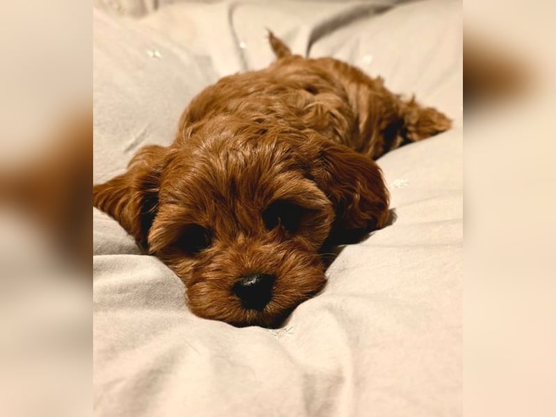 F1-BEAGLIER und CAVAPOO-WELPEN aus Etischer Zucht mit FCI-reinrassigen Eltern! CHAMPION BLUTLINIE