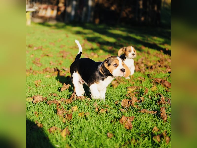 F1-BEAGLIER und CAVAPOO-WELPEN aus Etischer Zucht mit FCI-reinrassigen Eltern! CHAMPION BLUTLINIE