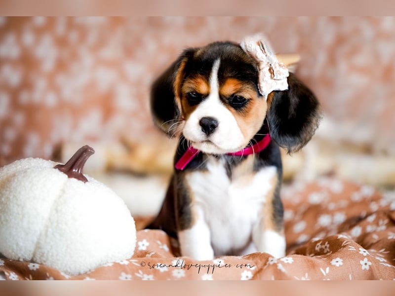 F1-BEAGLIER und CAVAPOO-WELPEN aus Etischer Zucht mit FCI-reinrassigen Eltern! CHAMPION BLUTLINIE