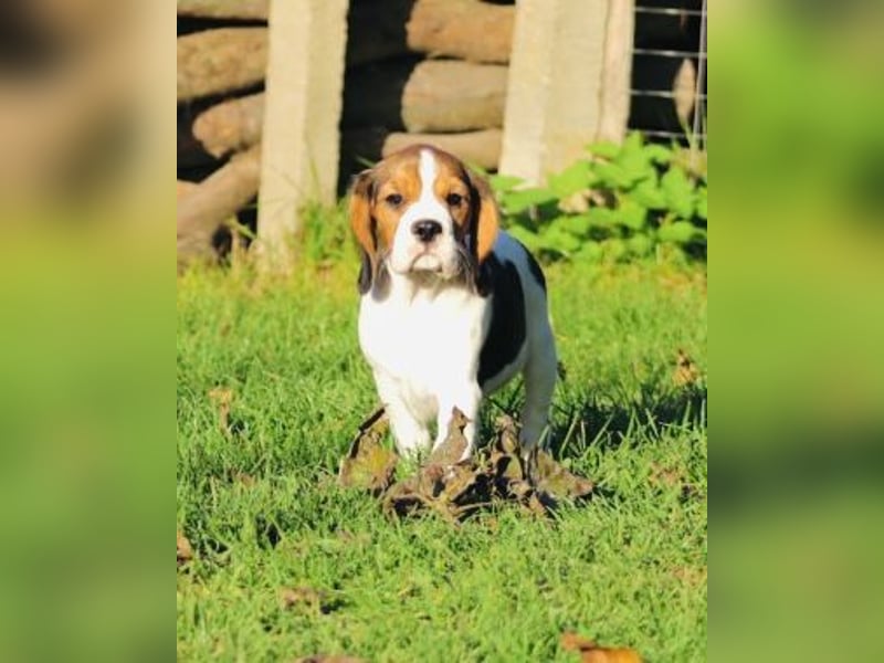 F1-BEAGLIER und CAVAPOO-WELPEN aus Etischer Zucht mit FCI-reinrassigen Eltern! CHAMPION BLUTLINIE