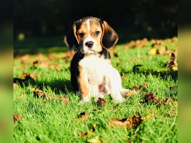 F1-BEAGLIER und CAVAPOO-WELPEN aus Etischer Zucht mit FCI-reinrassigen Eltern! CHAMPION BLUTLINIE