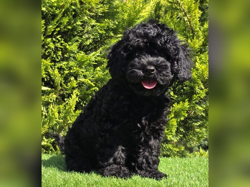 Cavapoo welpen