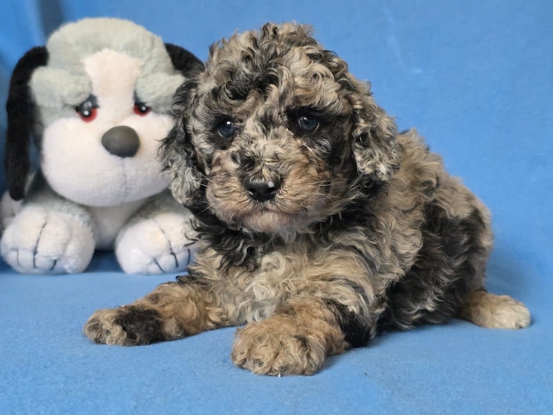 Cavapoo welpen