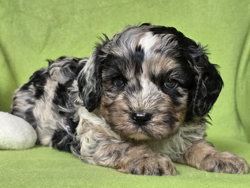 Cavapoo welpen