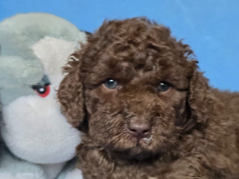 Cavapoo welpen
