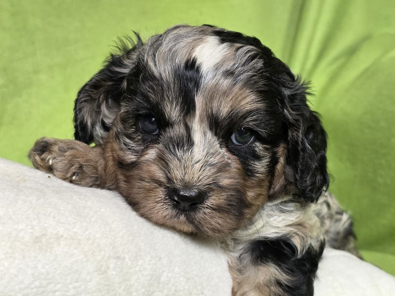 Cavapoo welpen