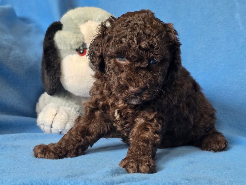 Cavapoo welpen