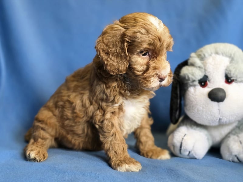 Cavapoo welpen