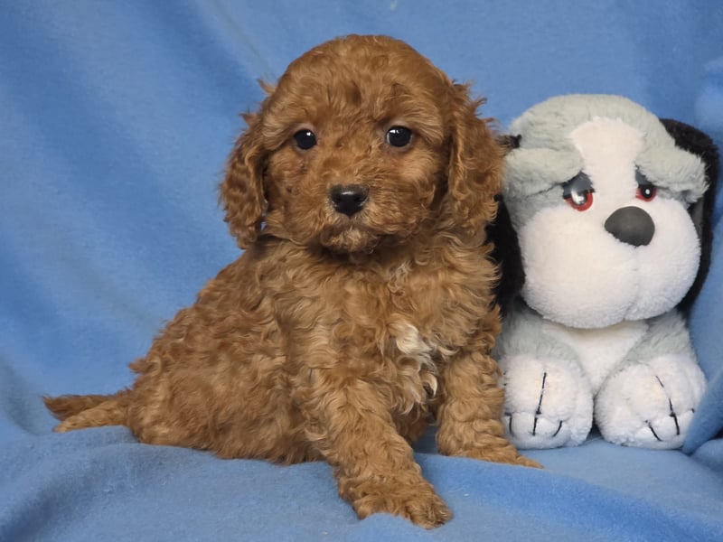 Cavapoo welpen