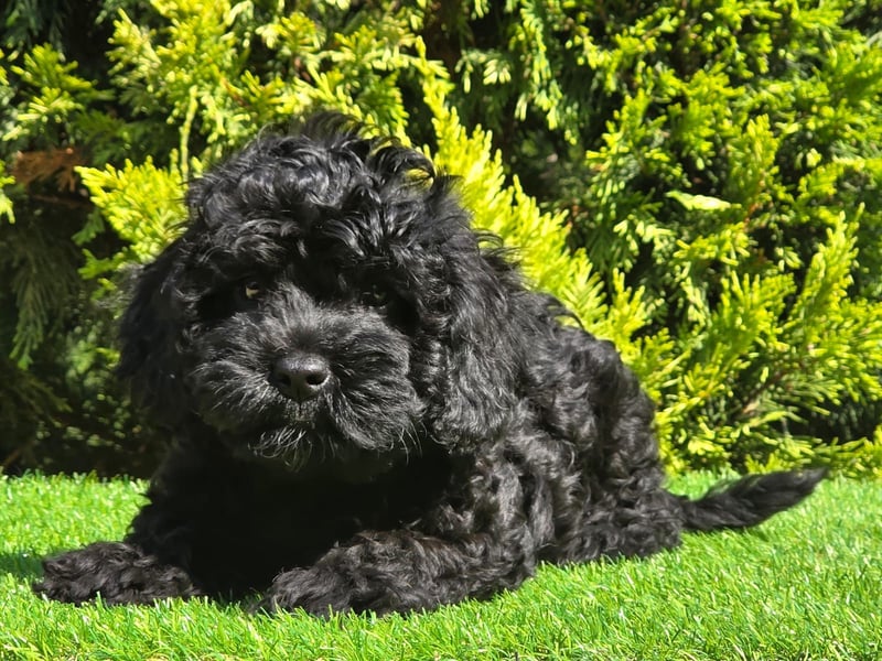 Cavapoo welpen