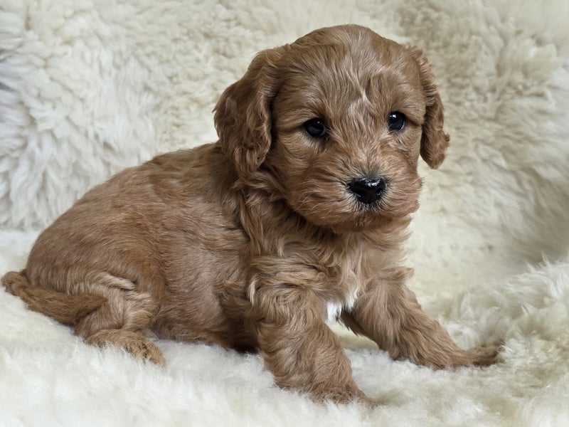 Cavapoo welpen