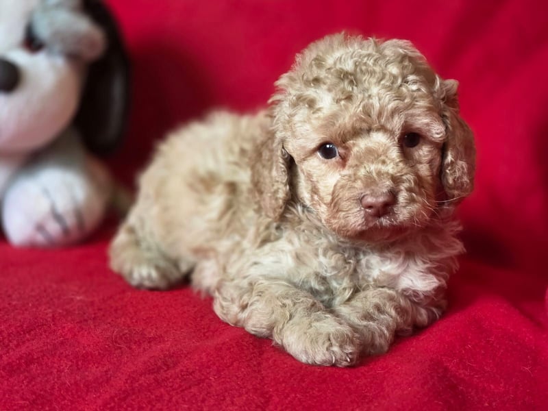 Cavapoo welpen