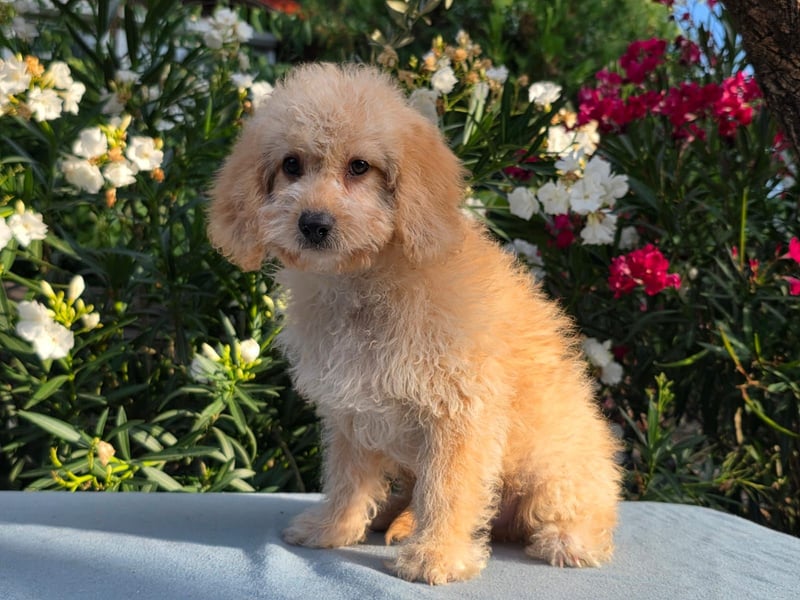 Cavapoo welpen