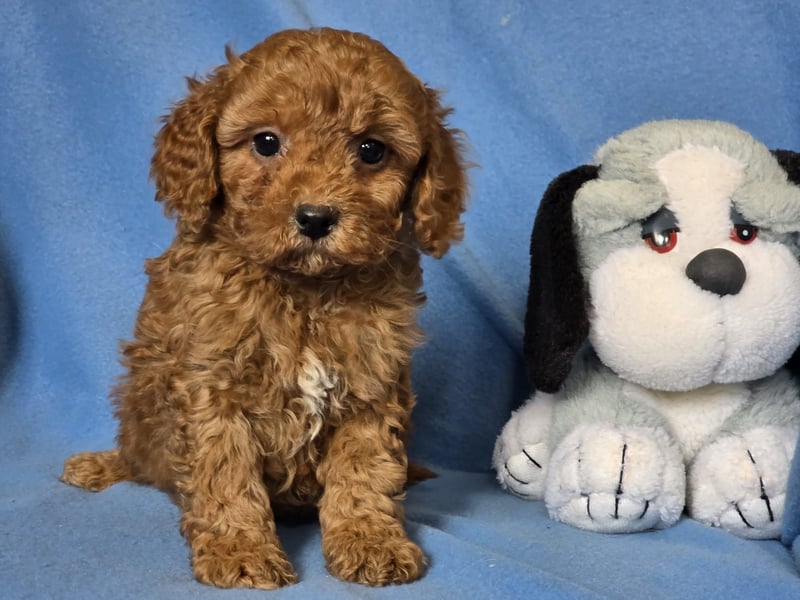 Cavapoo welpen