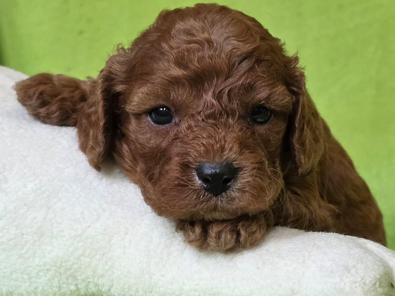 Cavapoo welpen