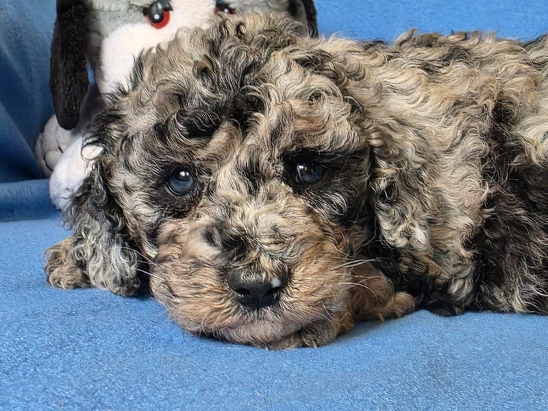 Cavapoo welpen