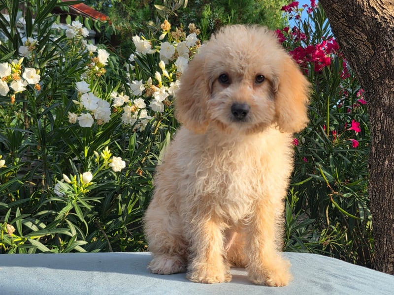 Cavapoo welpen