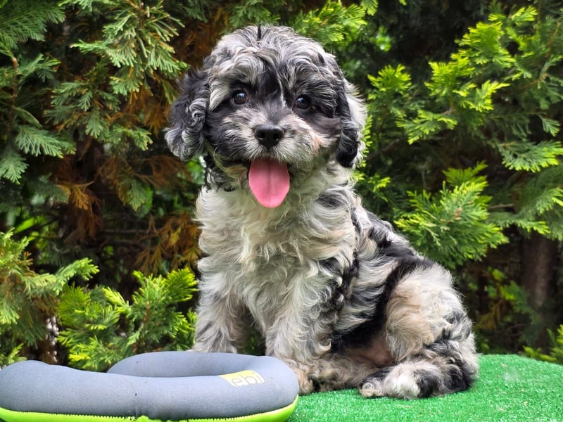 Cavapoo welpen