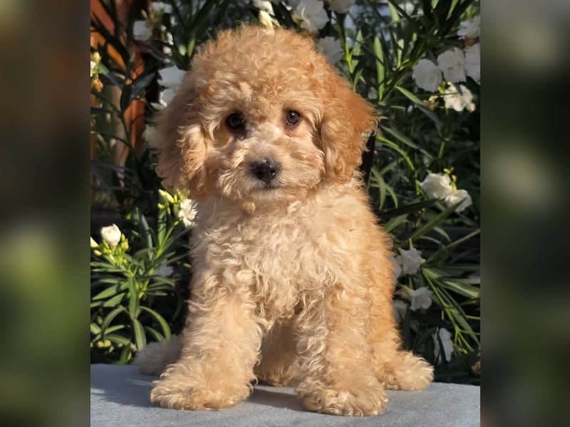 Cavapoo welpen