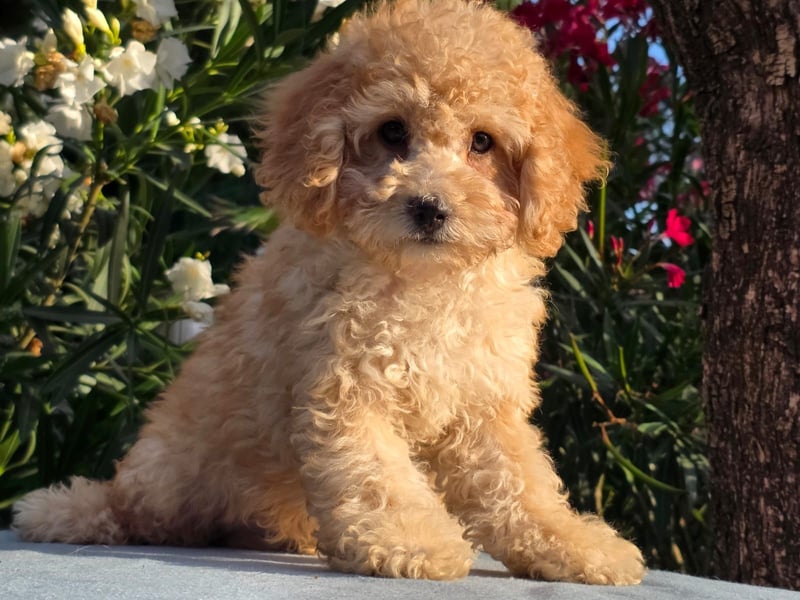 Cavapoo welpen