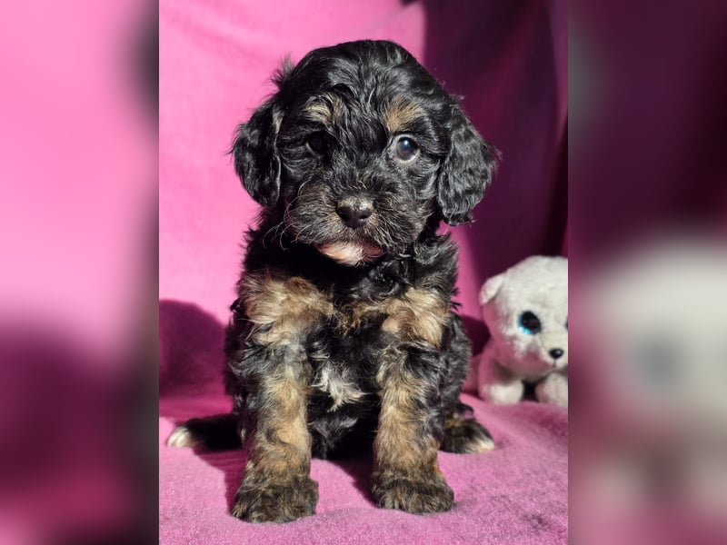 Cavapoo welpen
