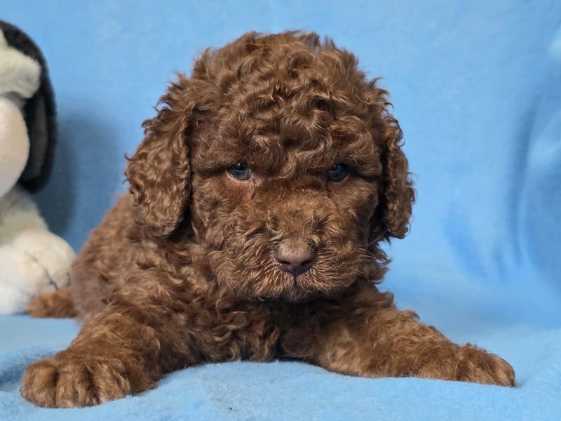 Cavapoo welpen