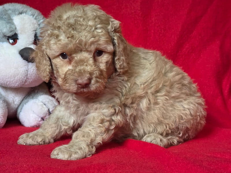 Cavapoo welpen