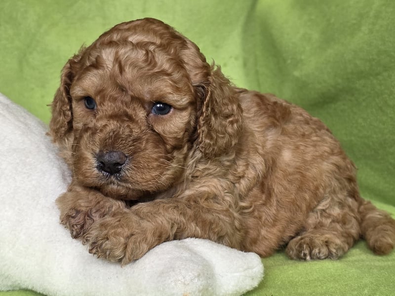 Cavapoo welpen