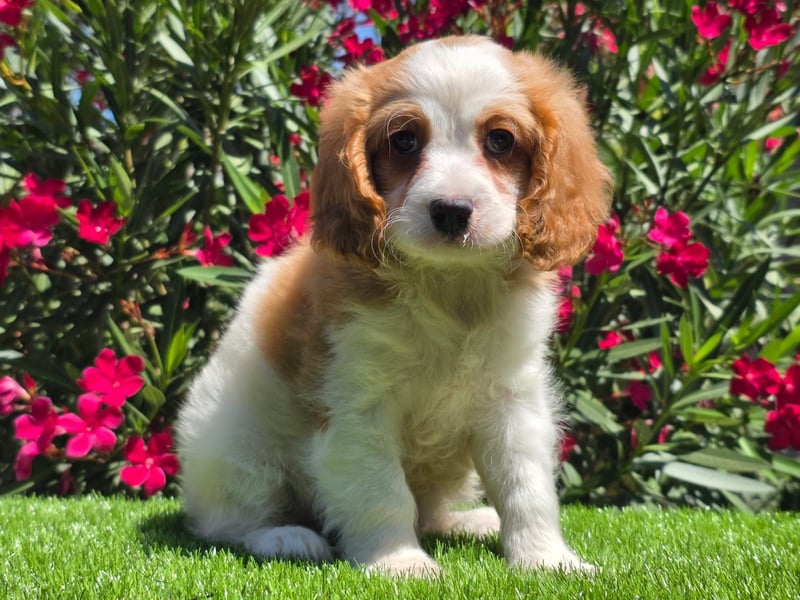 Cavapoo welpen