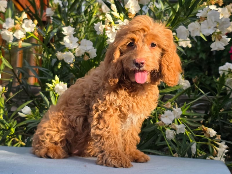 Cavapoo welpen
