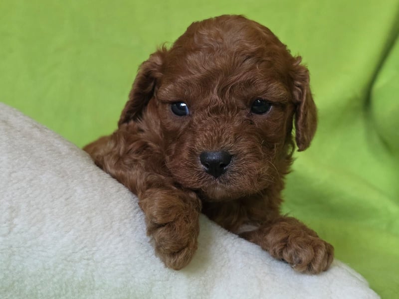 Cavapoo welpen