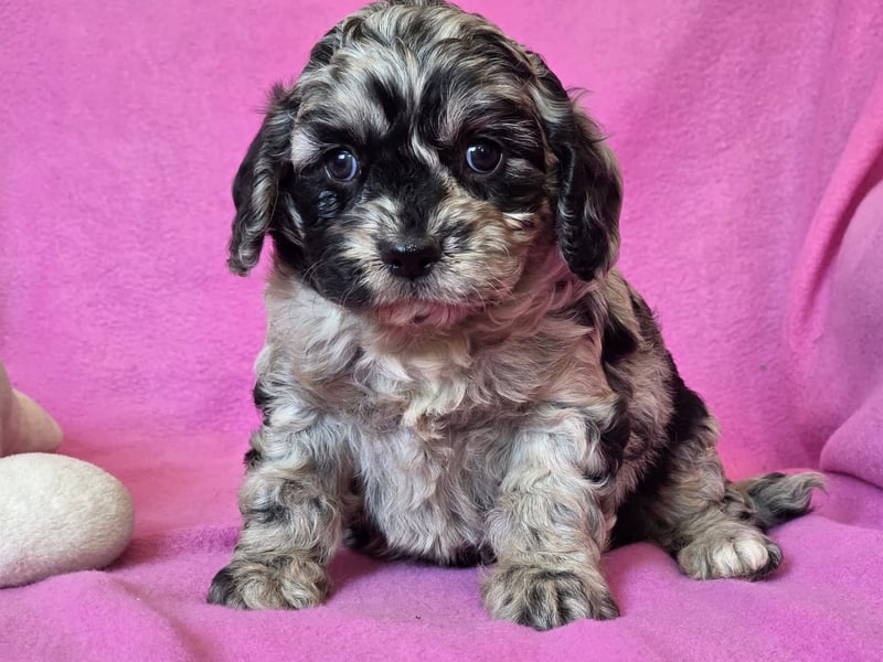 Cavapoo welpen